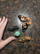 Nicole McInnis review photo