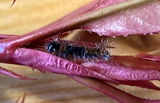 Volker review photo