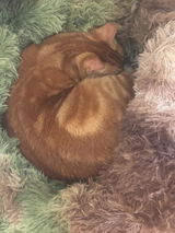 Coops review photo