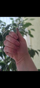 Sandulaura review photo
