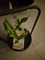 C.T. review photo