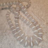 Cedrick review photo
