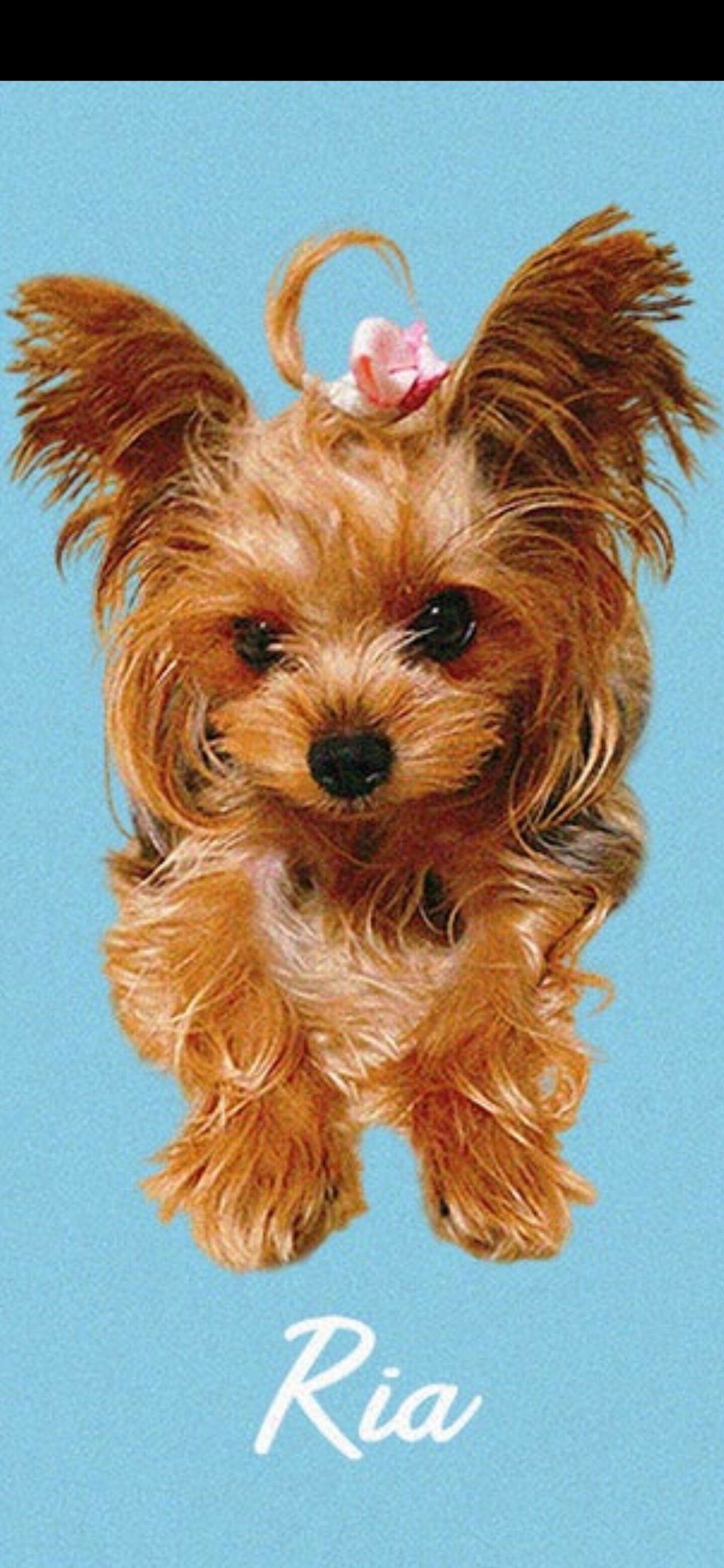 【名入れ対応】ペット写真キーホルダー｜犬・猫オリジナル写真入り｜うちの子グッズ・誕生日ギフトに人気 | Inujoy