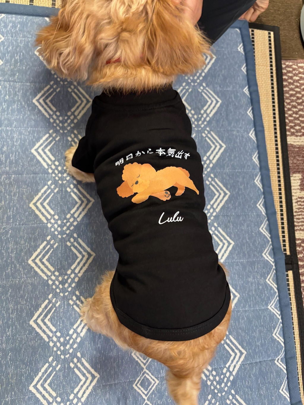 【犬種選べる・名前入れ可能】明日から本気だす 犬用Tシャツ 犬服｜綿100%・小型～中型犬