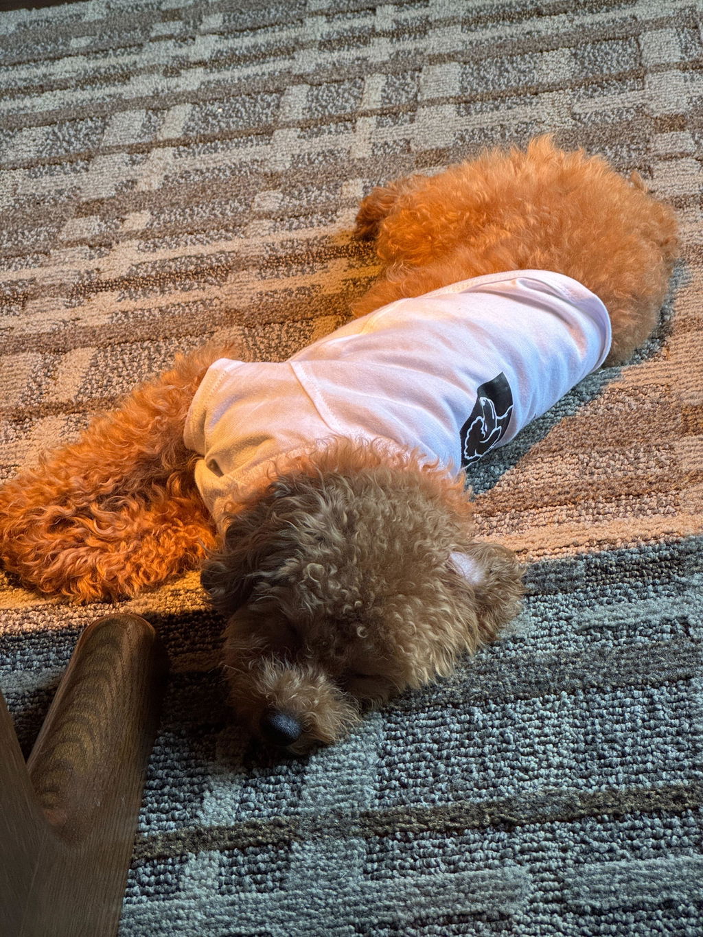 THE DOG FACE Poodle デザイン 犬用Tシャツ ワンちゃんTシャツ 犬服 柴犬Tシャツ｜綿100%・小型～中型犬