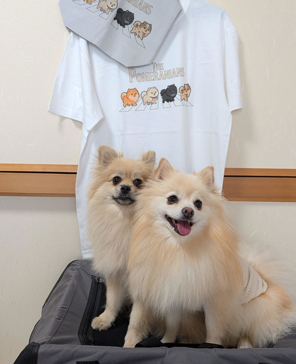 THE POMERANIANS | 横断歩道 ゆるかわ ポメラニアン パロディ Tシャツ【犬好き・愛犬家・イベント・プレゼントに最適】