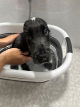 犬の温泉