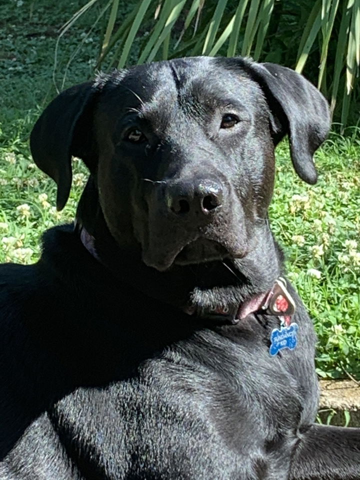 90 lb black Labrador trained with the INVIROX SPARK K9 shock collar for large dogs