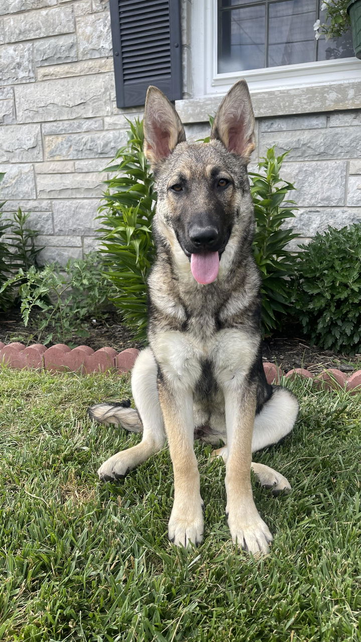 Young German Shepherd sitting in the yard, trained with the INVIROX SPARK K9 collar