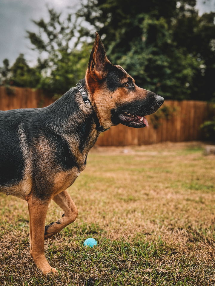 German Shepherd wearing the INVIROX SPARK K9 e-collar in the backyard