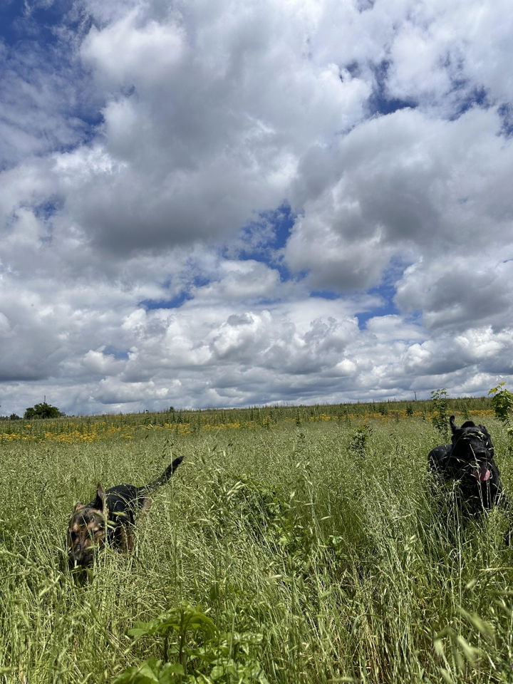 Two dogs running off leash in a field wearing INVIROX 2026 Edition collars from the X2 kit