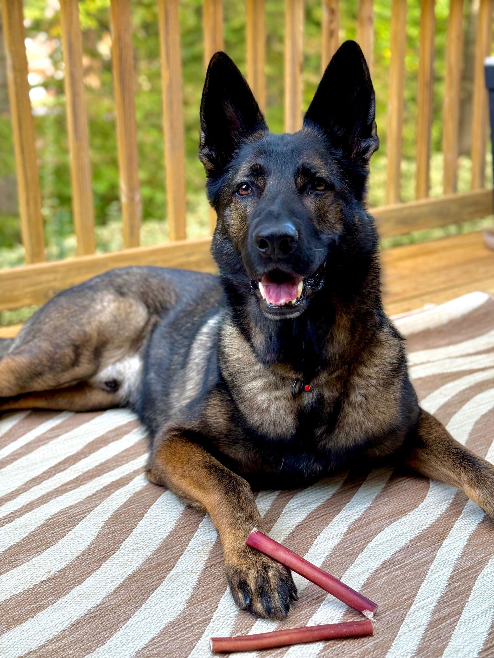 Customer photo: German Shepherd lying on a deck with two INVIROX bully sticks