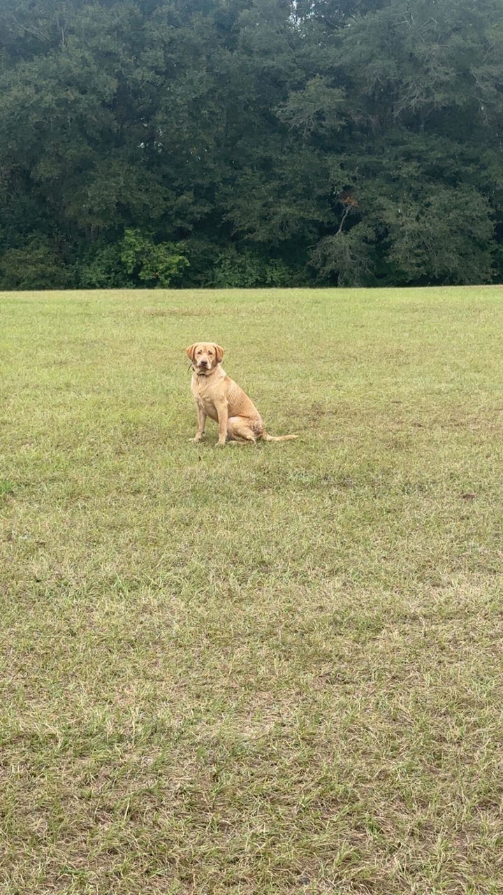 Dog sitting in an open field, trained with the INVIROX ULTRA K9 Hunting X2 e-collars