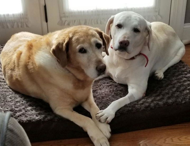 Two Labrador Retrievers owned by an INVIROX ULTRA K9 customer