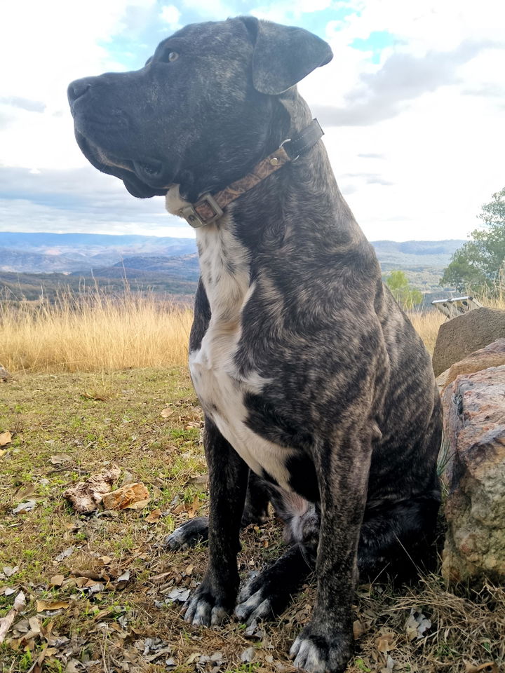 Large dog on a rural hillside, trained off leash with the INVIROX ULTRA K9 Hunting e-collar