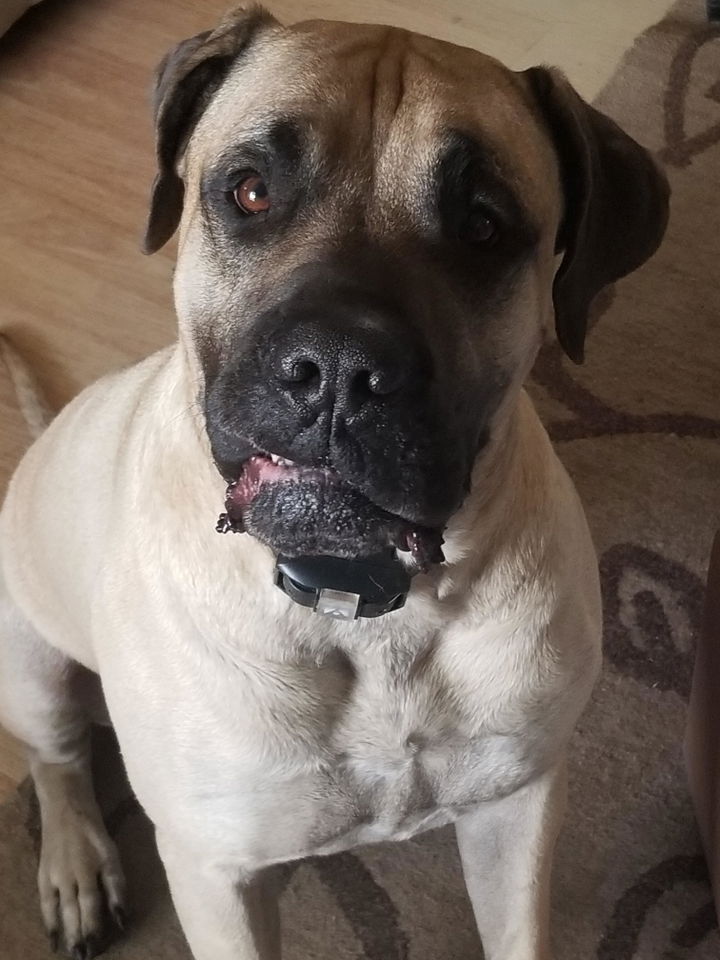 Customer's Bullmastiff wearing the INVIROX ULTRA K9 receiver