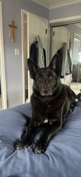 German Shepherd Mom review photo