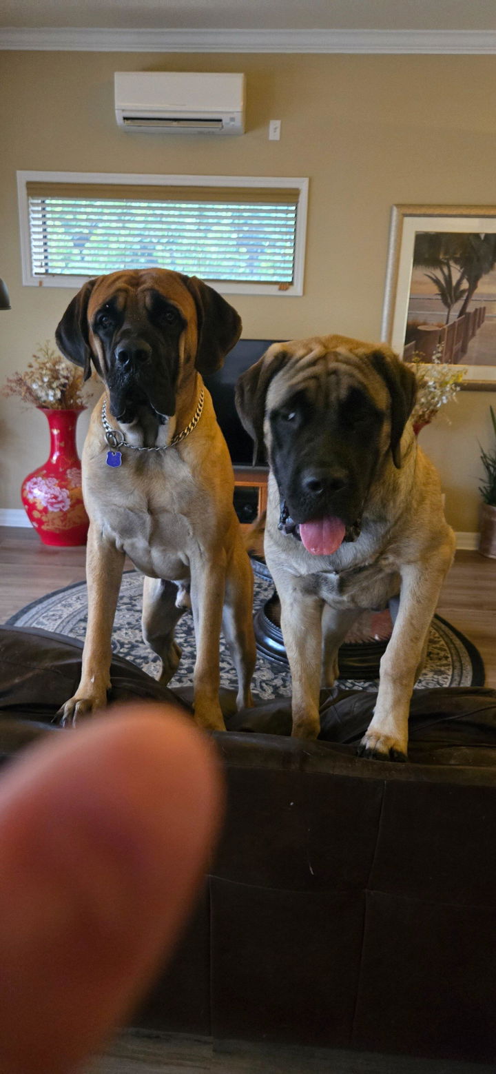 Two English Mastiffs owned by an INVIROX ULTRA K9 two-dog set customer
