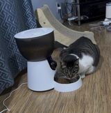 Cats4nelson review photo