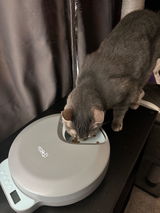 Cassian the cat review photo