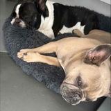 Natasha from Queensland (via Budget Pet Products) review photo