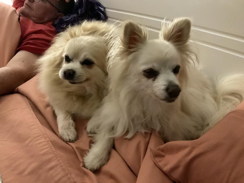 The three fluffy girls (Verified Purchaser) review photo