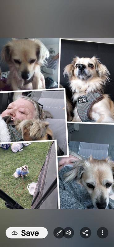 Travelling Aussies (Verified Purchaser) review photo