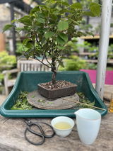 @tinytreeman review photo