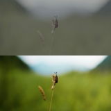 Innika Films review photo