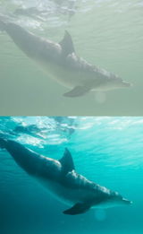 divingwithdani review photo