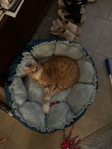 My cats LOVE the clamshell bed! Pretty too! review photo