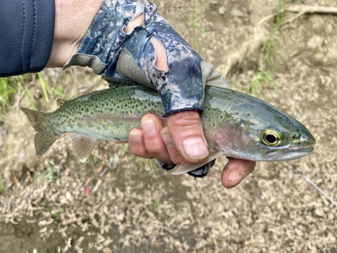 Trout Signal
