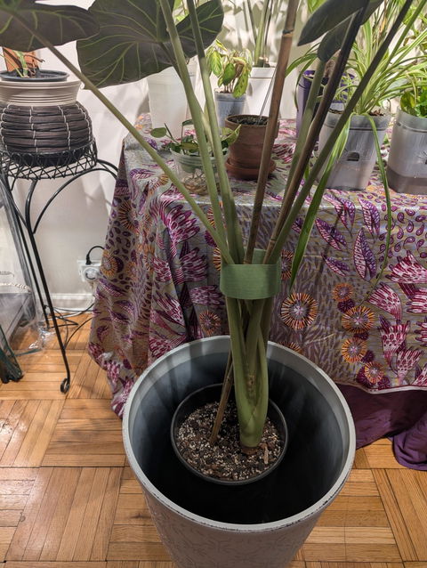 15  3/4in Aged Black Tall Flower Bucket