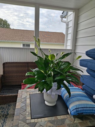Customer photo of Peace Lily Plant For Sympathy