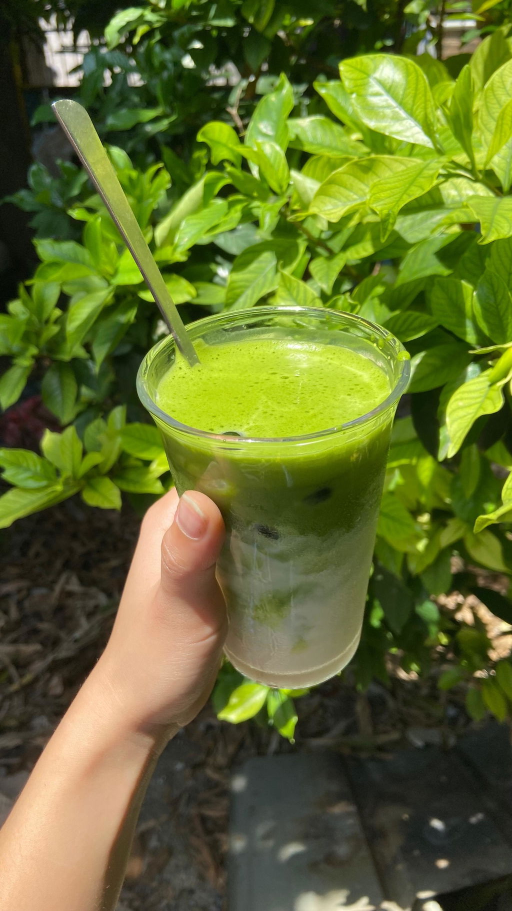 Matcha Yabukita