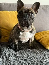 Thibault L. review photo