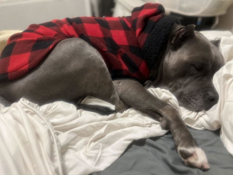 Red Buffalo Plaid Dog Hoodie with Black Sherpa Trim