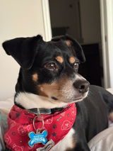Jack review photo