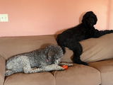 Standard Poodle Mom review photo