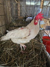 Mociso Farm Rescue review photo