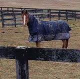 Sharpeihorse review photo