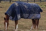 Sharpeihorse review photo