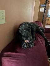 Standard Poodle Mom review photo