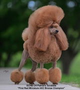 The One and Only - Patriot Poodles review photo