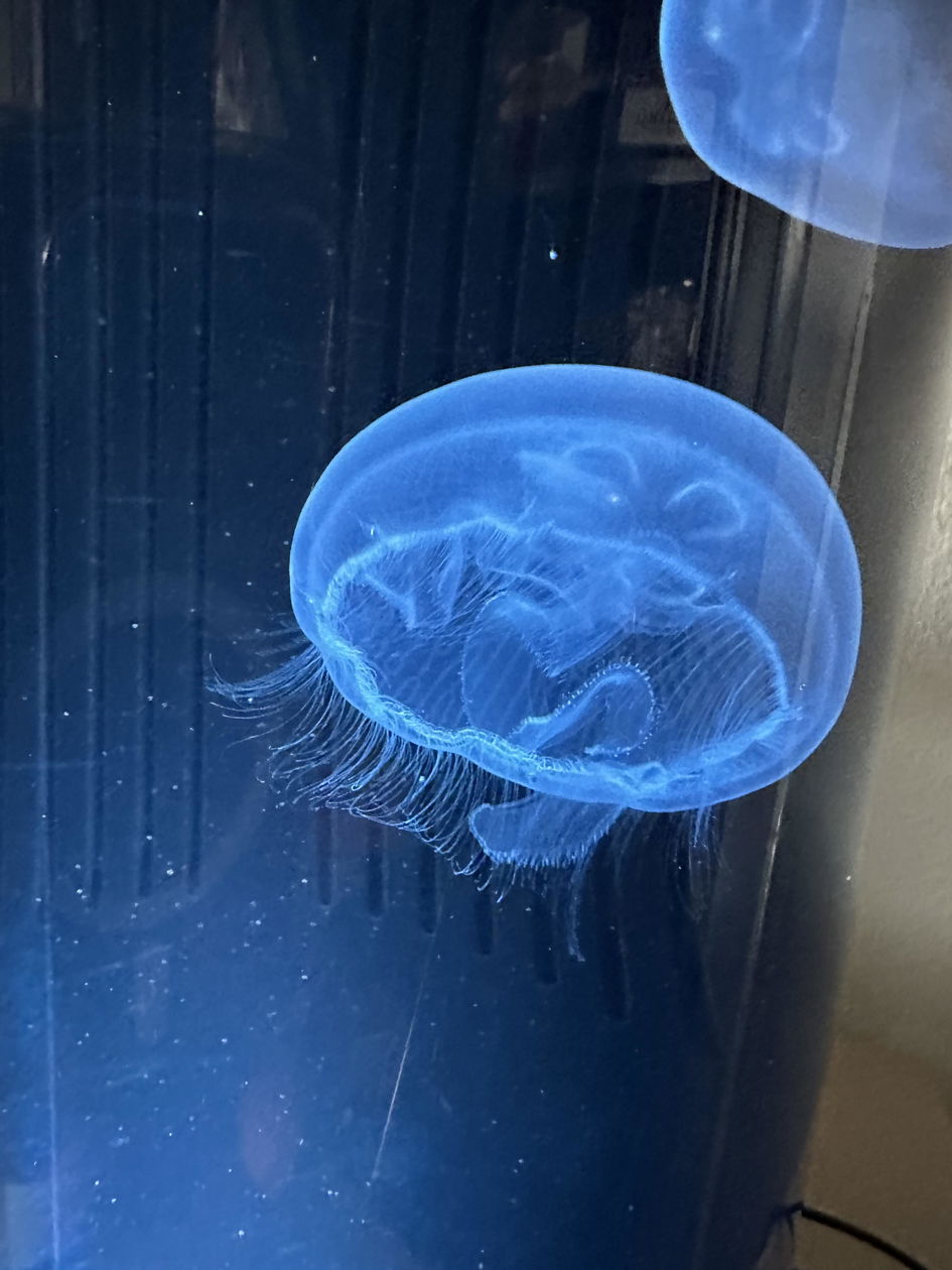 Jelly Cylinder 5 kit (Black) - 5 Gallon Saltwater Tank – Jellyfish Art