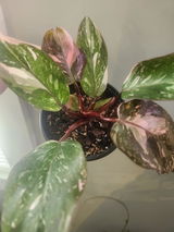 April Connors review photo