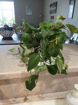Etsy customer review photo