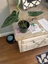 Etsy customer review photo
