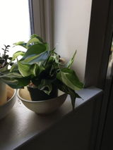 Etsy customer review photo