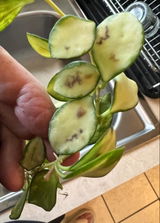 Etsy customer review photo